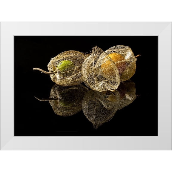 Gaberkosir 14x11 White Modern Wood Framed Museum Art Print Titled - Physalis Alkekengi L.