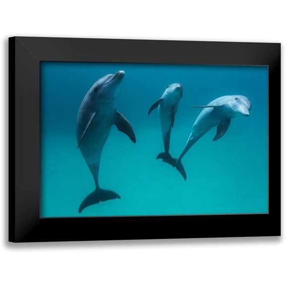 Gabriel, Barathieu 14x11 Black Modern Framed Museum Art Print Titled - Bottlenose Dolphins