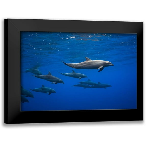 Gabriel, Barathieu 14x11 Black Modern Framed Museum Art Print Titled - Dolphins
