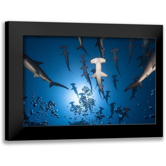 Gabriel, Barathieu 14x11 Black Modern Framed Museum Art Print Titled - Hammerhead Shark
