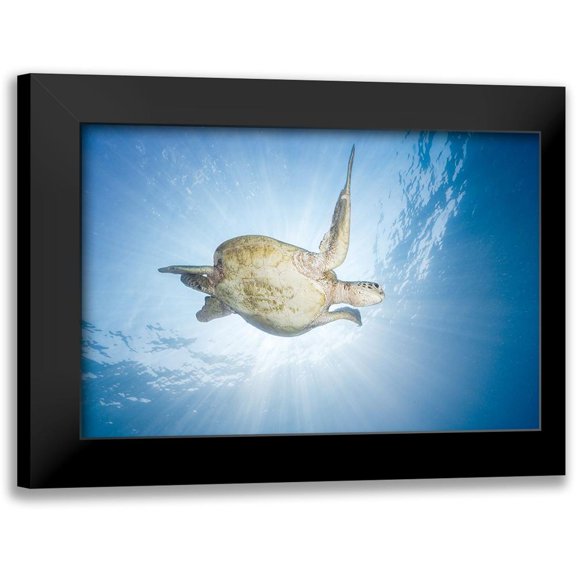Gabriel, Barathieu 14x11 Black Modern Framed Museum Art Print Titled - Sea Turtle - Green Turtle