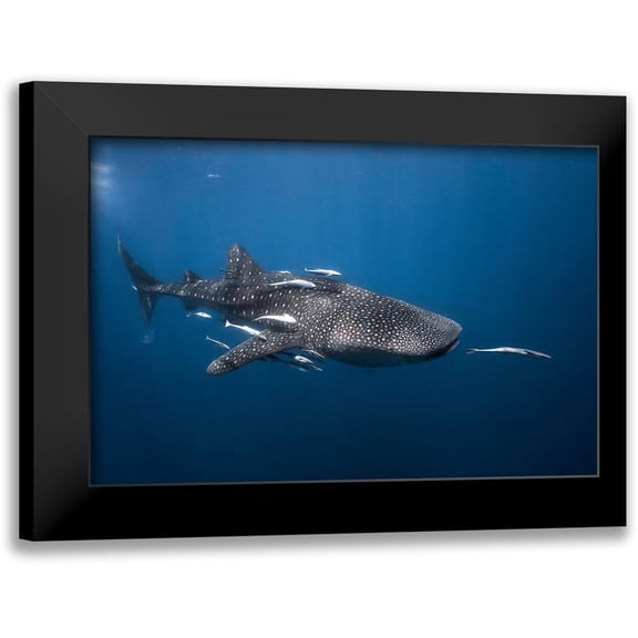 Gabriel, Barathieu 14x11 Black Modern Framed Museum Art Print Titled - Whale Shark