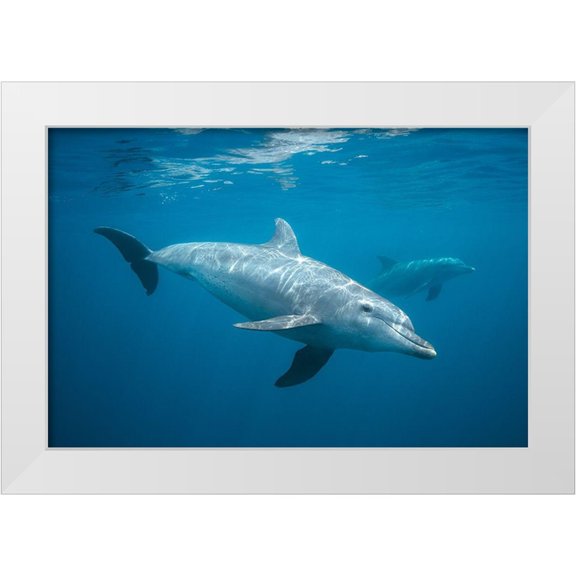 Gabriel, Barathieu 14x11 White Modern Wood Framed Museum Art Print Titled - Curious Dolphin
