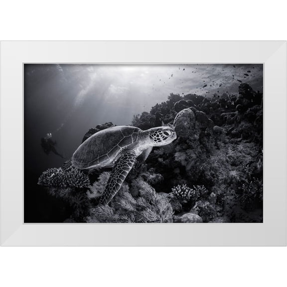 Gabriel, Barathieu 14x11 White Modern Wood Framed Museum Art Print Titled - Green Turtle In Black And White