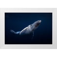 thumbnail image 1 of Gabriel, Barathieu 14x11 White Modern Wood Framed Museum Art Print Titled - Humpback Whale, 1 of 4