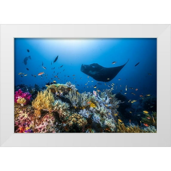 Gabriel, Barathieu 14x11 White Modern Wood Framed Museum Art Print Titled - Manta Reef On The Reef