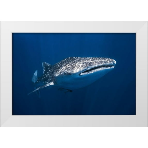 Gabriel, Barathieu 14x11 White Modern Wood Framed Museum Art Print Titled - Whale Shark