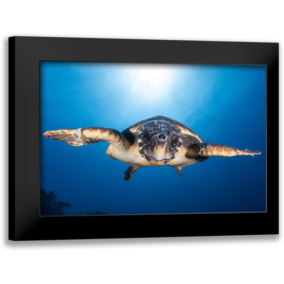 Gabriel, Barathieu 18x13 Black Modern Framed Museum Art Print Titled - Face To Face With A Hawksbill Sea Turtle