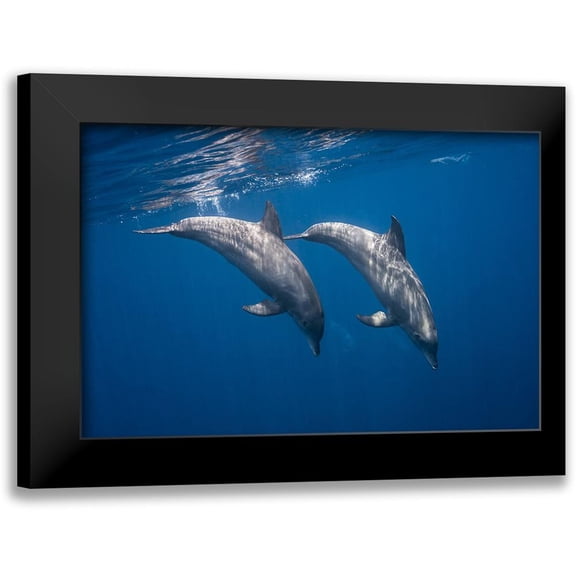 Gabriel, Barathieu 18x13 Black Modern Framed Museum Art Print Titled - Two Bottlenose Dolphins