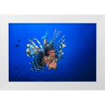 thumbnail image 1 of Gabriel, Barathieu 18x13 White Modern Wood Framed Museum Art Print Titled - Lionfish, 1 of 4