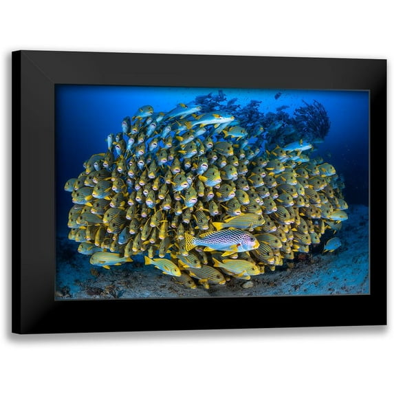 Gabriel, Barathieu 24x17 Black Modern Framed Museum Art Print Titled - Cape Kris School Of Sweetlips