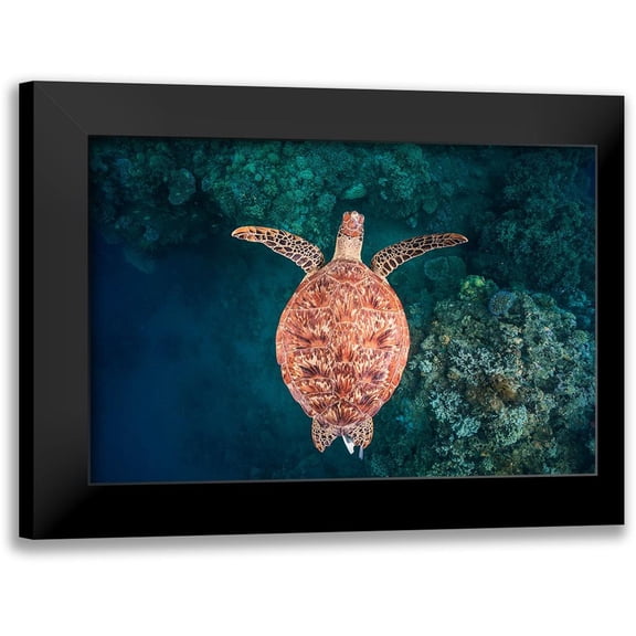 Gabriel, Barathieu 24x17 Black Modern Framed Museum Art Print Titled - Flying Over The Reef