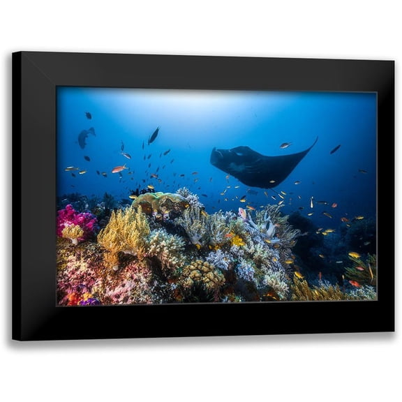 Gabriel, Barathieu 24x17 Black Modern Framed Museum Art Print Titled - Manta Reef On The Reef