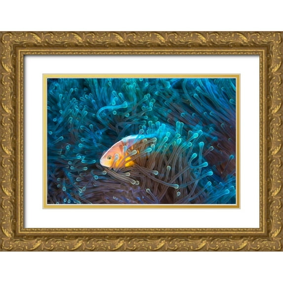 Gabriel, Barathieu 24x17 Gold Ornate Wood Framed with Double Matting Museum Art Print Titled - Skunk Clownfish