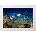 thumbnail image 1 of Gabriel, Barathieu 24x17 White Modern Wood Framed Museum Art Print Titled - Reef Life, 1 of 4