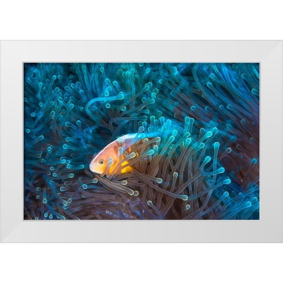 Gabriel, Barathieu 24x17 White Modern Wood Framed Museum Art Print Titled - Skunk Clownfish