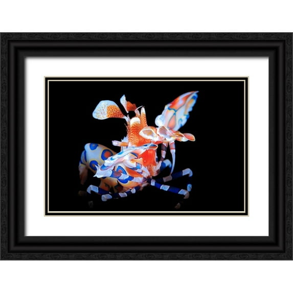 Gabriel, Barathieu 32x23 Black Ornate Wood Framed with Double Matting Museum Art Print Titled - Harlequin Shrimp