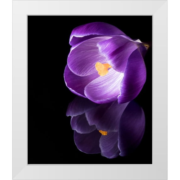 Gade, Jens 15x17 White Modern Wood Framed Museum Art Print Titled - Crocus Flower With Reflections