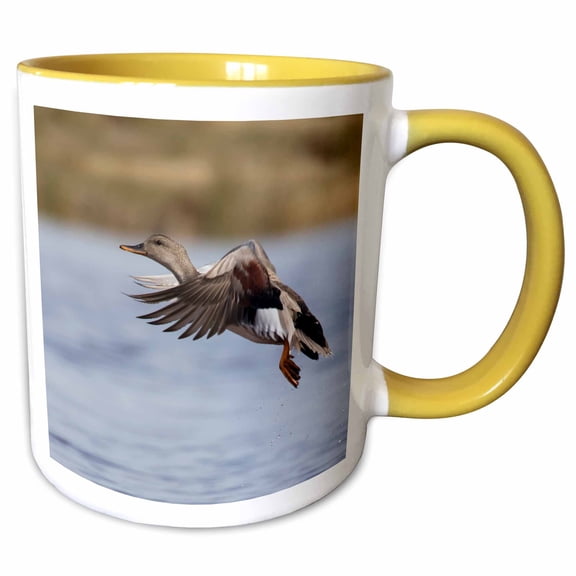 3drose, Gadwall Drake Flying, 11oz Two-tone Yellow Mug