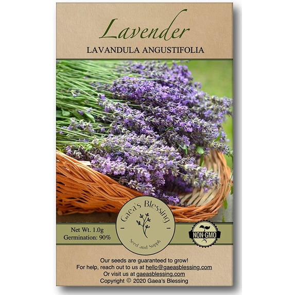 Gaea's Blessing Seeds - Lavender Seeds - Heirloom Non-GMO Seeds with Easy to Follow Instructions - Open-Pollinated, Untreated - 3 Pack