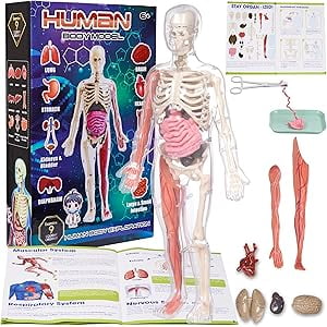 GobiDex Human Body Skeleton Model Kits, 40 Piece Anatomy Figure,Glow In The Dark