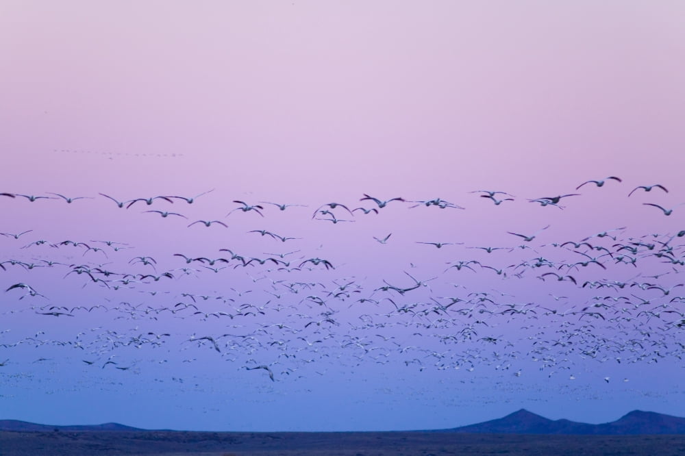 Gaggle Of Snow Geese In Flight Sunset Bosque Del Apache New Mexico Winter Canvas Art - Michael DeYoung Design Pics (17 x 11)