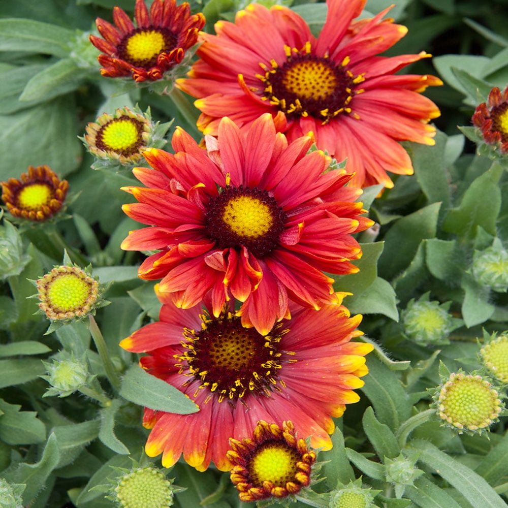 Gaillardia x grandiflora arizona red shades sale