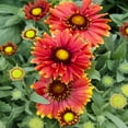 thumbnail image 1 of Gaillardia Aristata Arizona Red Shades Drought Tolerant Blanket Flower Plant Seeds - 100 Seeds, 1 of 3