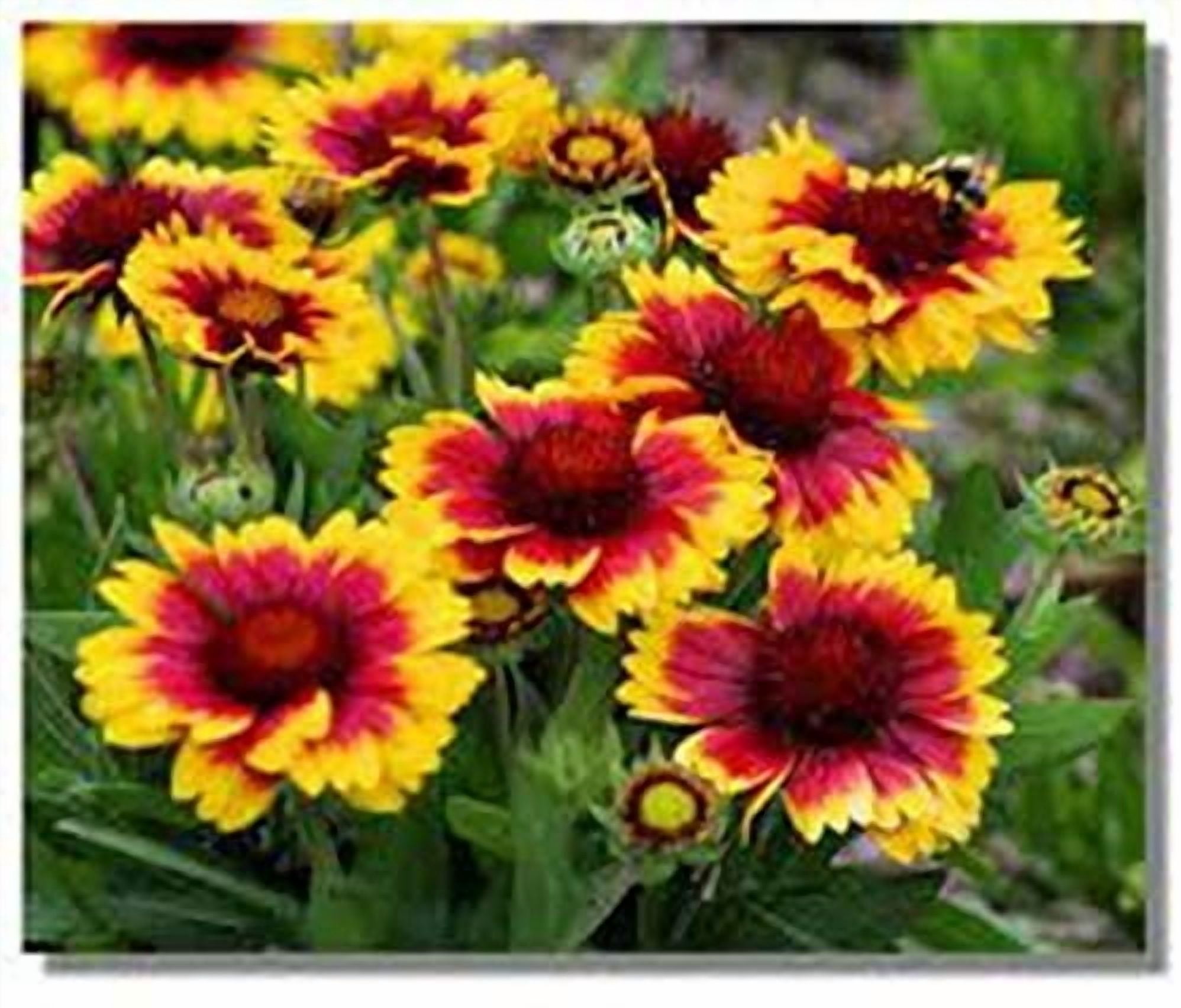 Gaillardia Blanket Flower, 200 Seeds Beautiful Bright Large Cut Flower