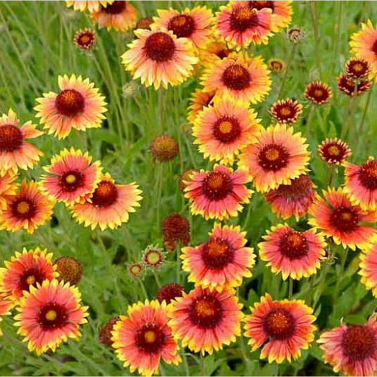 Wildflower Planting Packets Gaillardia Blanket Flower Arizona Sun 100 Seeds Beautiful Large Cut Flower Walmart