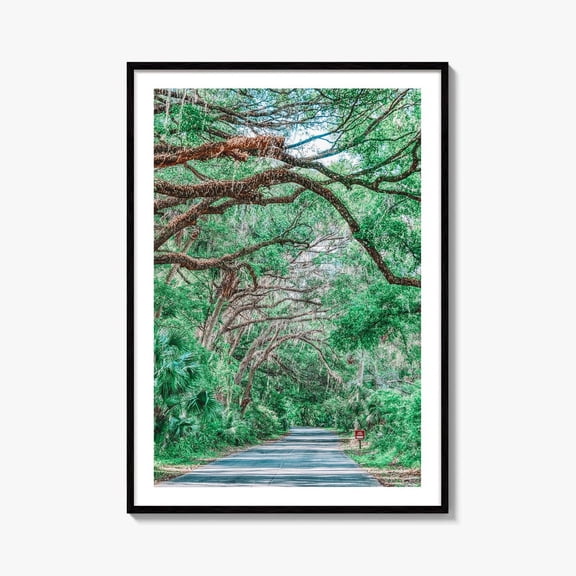 Gainesville Fine Art Photo Print Paynes Prairie Florida Live Oak Spanish Moss, Unframed Paper Print