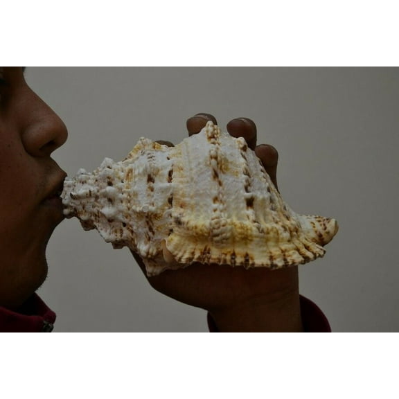 Gaint Frog Blowing Blow Conch Seashell 7"