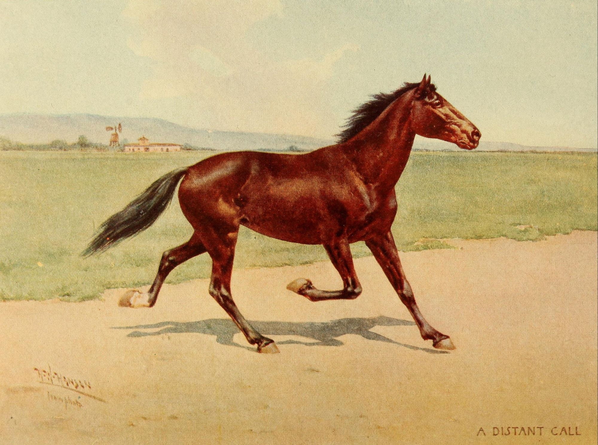Gait of an American Trotter & Pacer 1910 A Distant Call Canvas Art - Herman W Hansen (18 x 24)