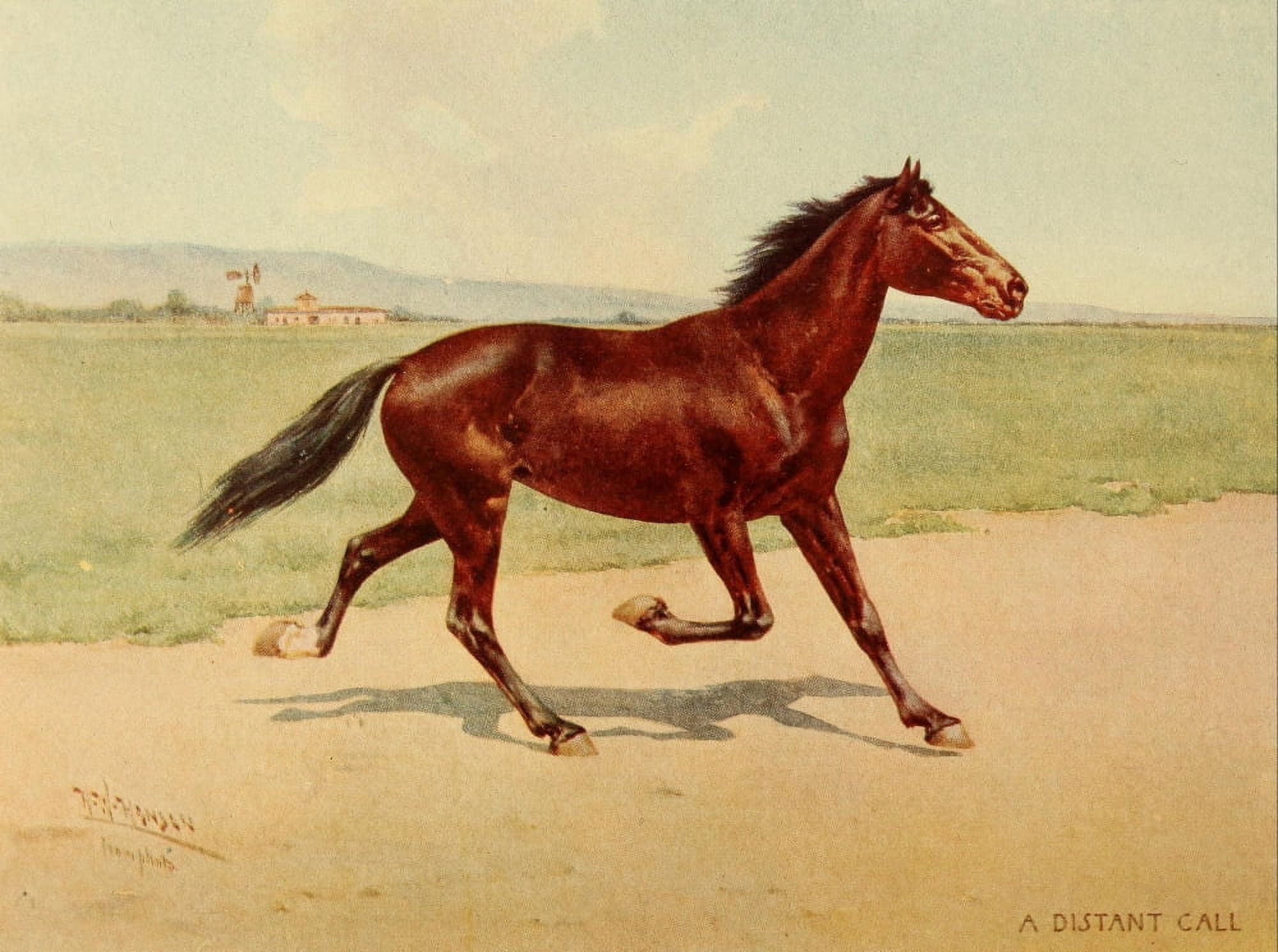 Gait of an American Trotter & Pacer 1910 A Distant Call Canvas Art - Herman W Hansen (24 x 36)