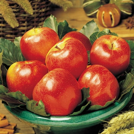 Gala Apple Standard Dormant Bare Root Starter Fruit Tree, 1-Pack