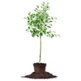 Gala Tree 5 Gallon Live Fruit Trees for Outdoor Planting for Eating