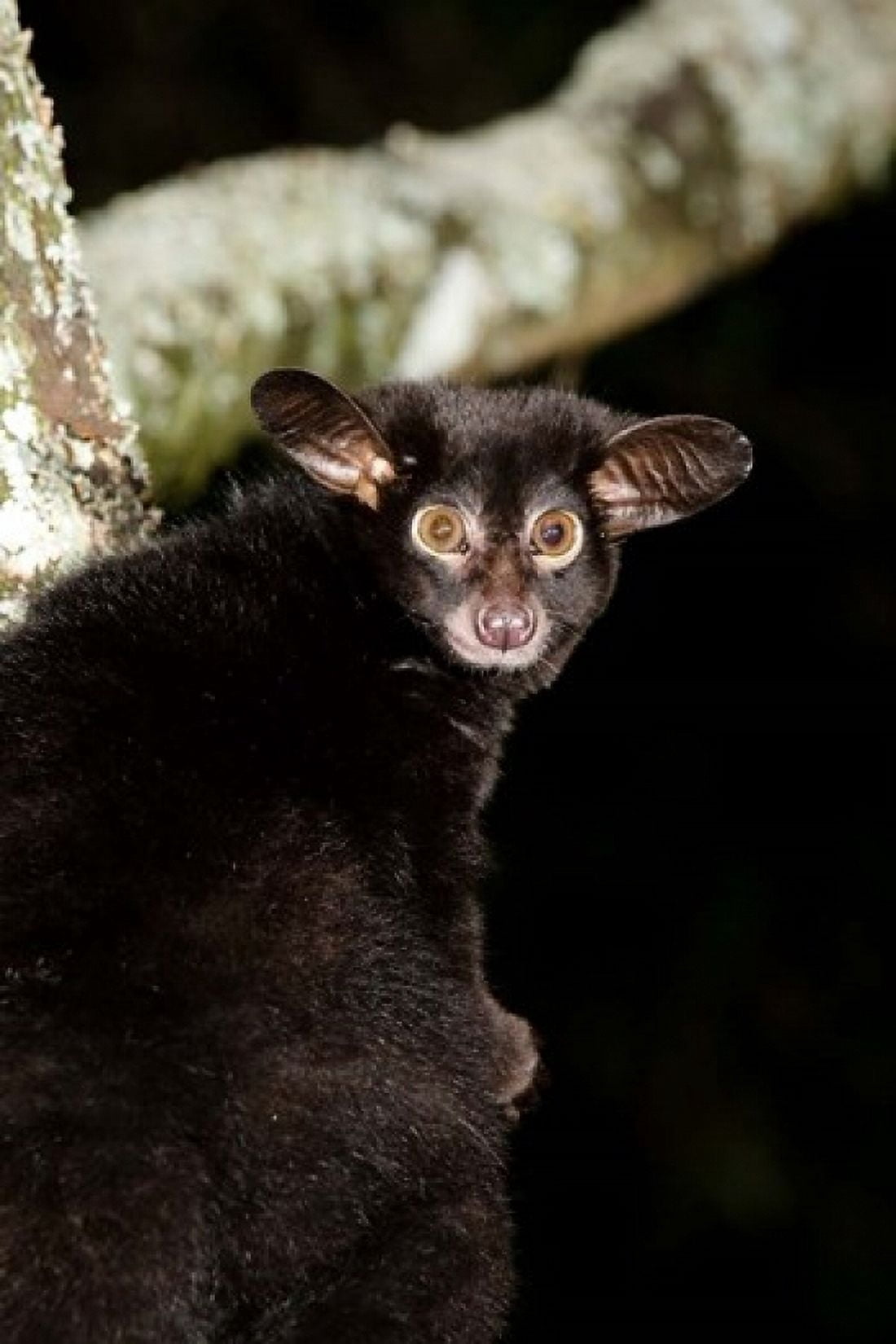 Galago Bushbaby primate Masai Mara Kenya Canvas Art - Joe & Mary Ann McDonald DanitaDelimont (11 x 17)