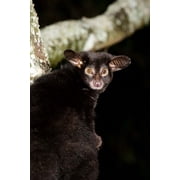 Galago Bushbaby primate Masai Mara Kenya Canvas Art - Joe & Mary Ann McDonald DanitaDelimont 11 x 17