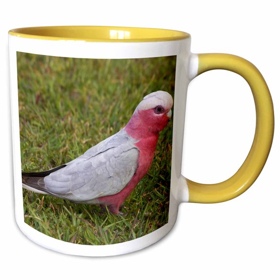 3drose, Galah Bird, Nambucca Heads, New South Wales, Australia-au01 Dwa3695 - David Wall, 11oz Two-tone Yellow Mug