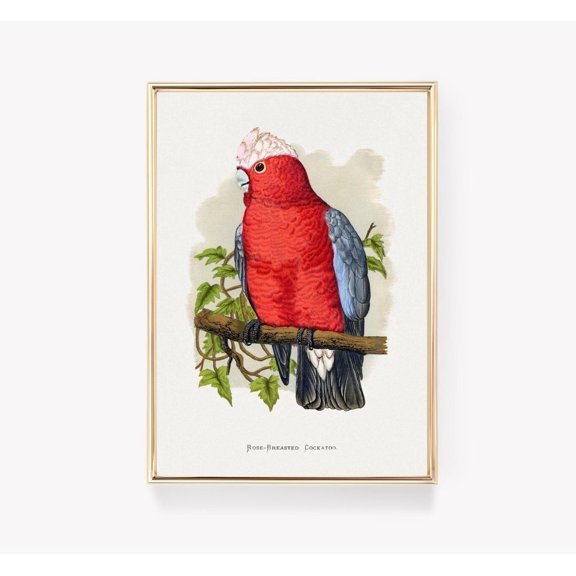 Galah Cockatoo Wall Art Print, Vintage Bird Illustration And Australian Nature Decor