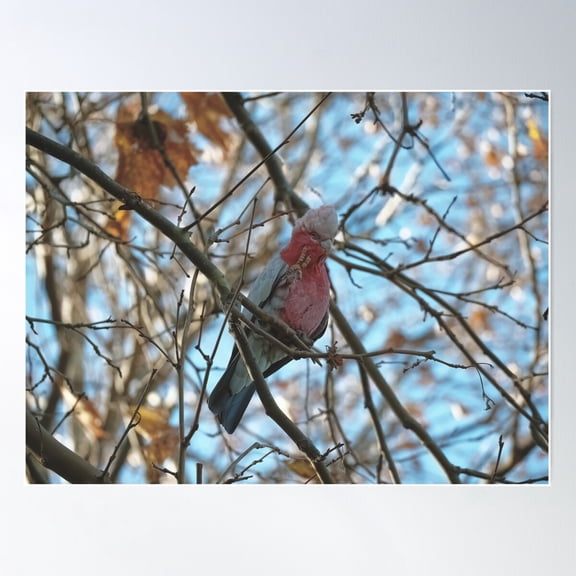 Galah In A Tree Poster Wall Art, Modern Wall Decor For Living Room Bedroom, 8x12 UNFRAMED