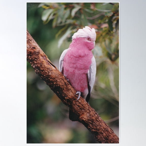 Galah Poster Wall Art, Modern Wall Decor For Living Room Bedroom, 8x12 UNFRAMED