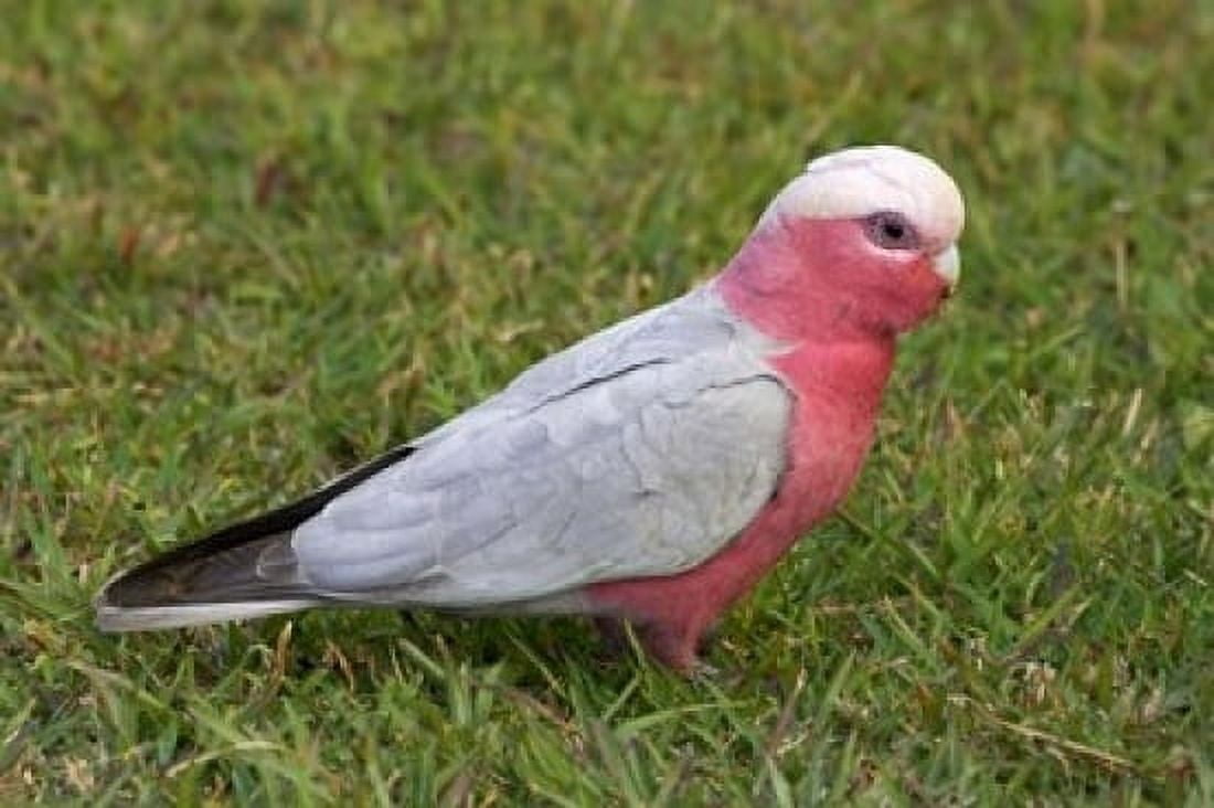 Galah bird Nambucca Heads New South Wales Australia Canvas Art - David Wall DanitaDelimont (36 x 24)