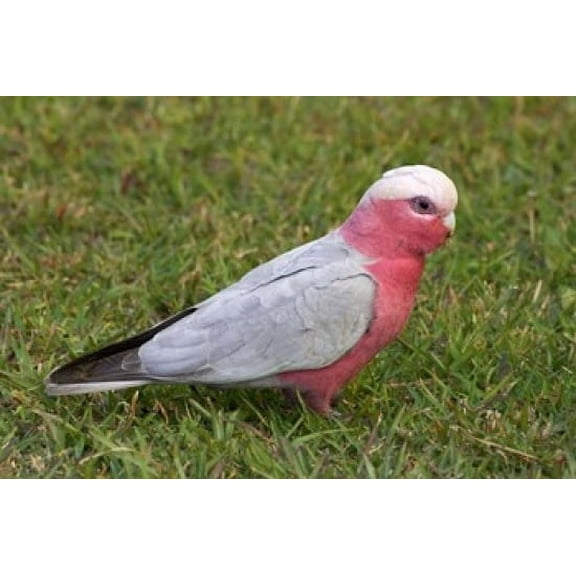 Galah bird, Nambucca Heads, New South Wales, Australia Poster Print by David Wall (36 x 24)