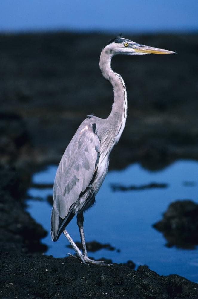 Galapagos Great Blue Heron (Ardea Herodias) Next To A Rocky Pool Canvas Art - Ed Robinson Design Pics (11 x 17)