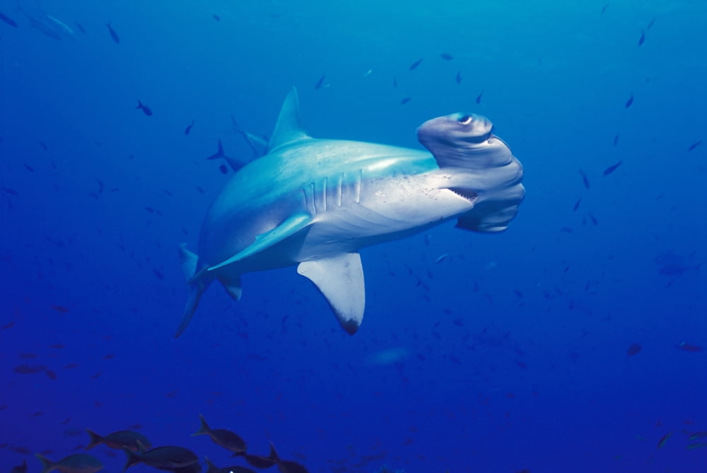 Galapagos Islands Close-Up Scalloped Hammerhead Shark (Sphyrna Lewini) Mouth Open Small Fish Wolf And Darwin Islands Canvas Art - Ed Robinson Design Pics (19 x 12)