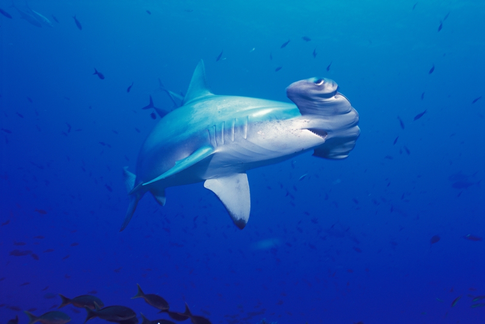 Galapagos Islands Close-Up Scalloped Hammerhead Shark (Sphyrna Lewini) Mouth Open Small Fish Wolf And Darwin Islands Canvas Art - Ed Robinson Design Pics (38 x 24)