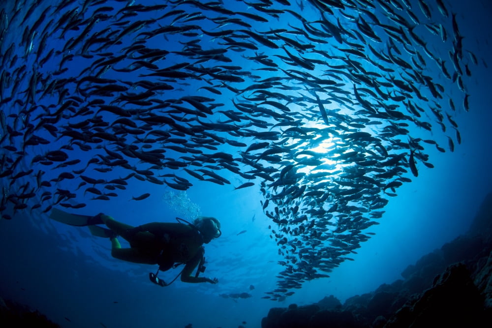 Galapagos Islands Diver And School Black Striped Salema (Xenocys Jessiae) Endemic B1306 Canvas Art - Dave Fleetham Design Pics (38 x 24)
