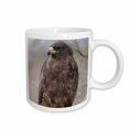 thumbnail image 1 of 3drose, Galapagos Islands Np, Isabella, Galapagos Hawk - Sa07 Pso0091 - Paul Souders, 11oz Mug, 1 of 6