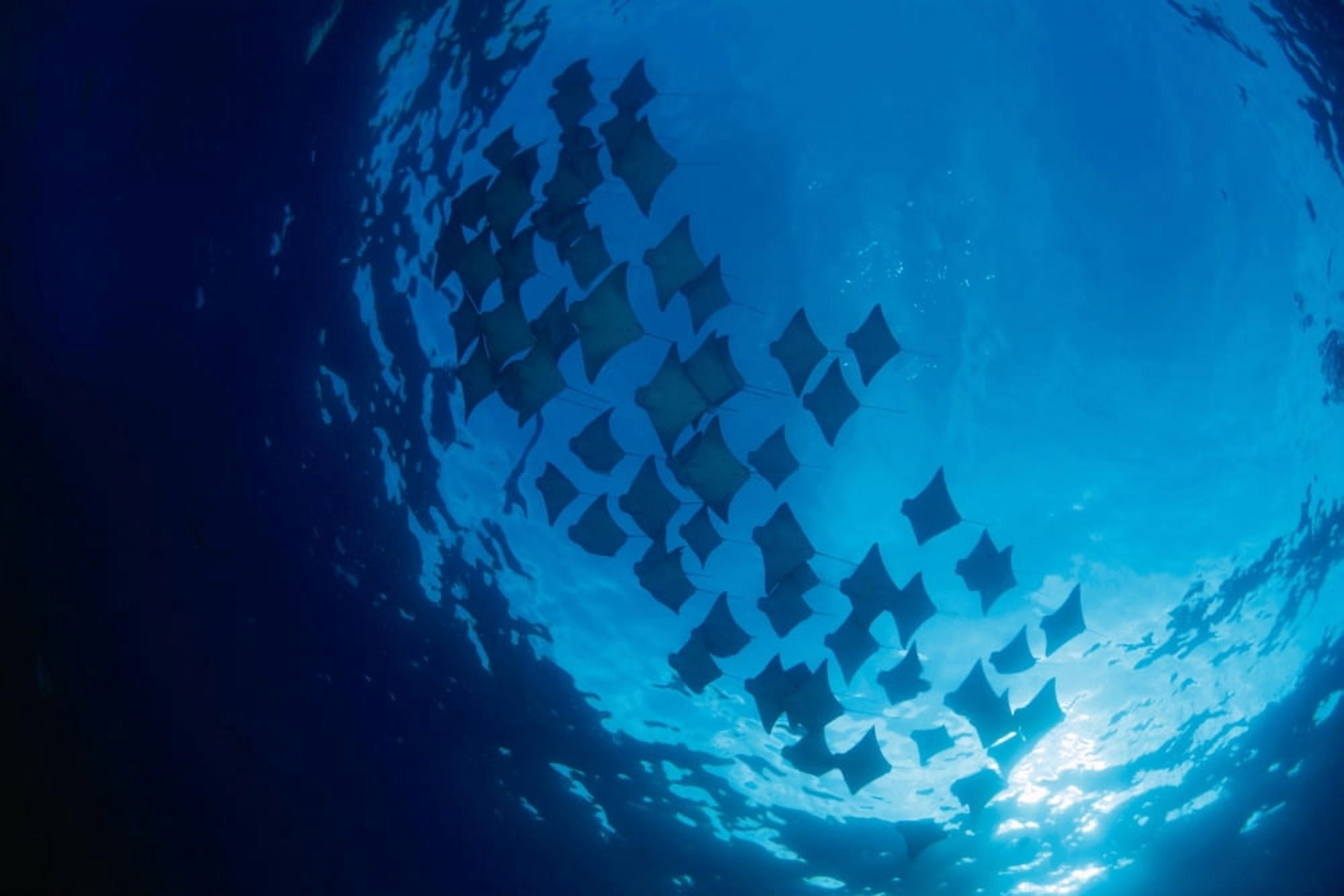Galapagos Islands Schooling Cownose Rays (Rhinoptera Steindachneri) Sunburst Canvas Art - Dave Fleetham Design Pics (38 x 24)